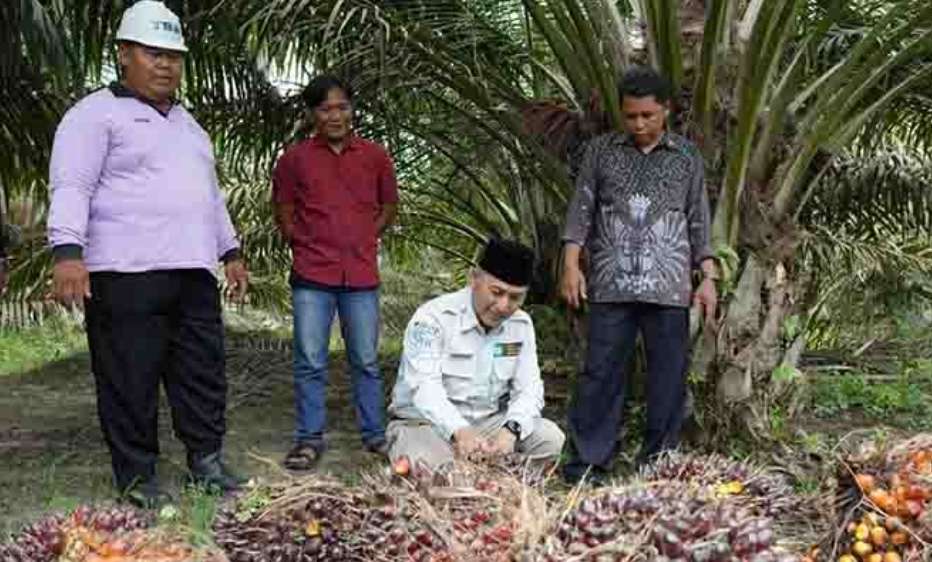 Muba Salah Satu Daerah Penerima Dana Bagi Hasil Sawit, Ini Besaran Jumlahnya 