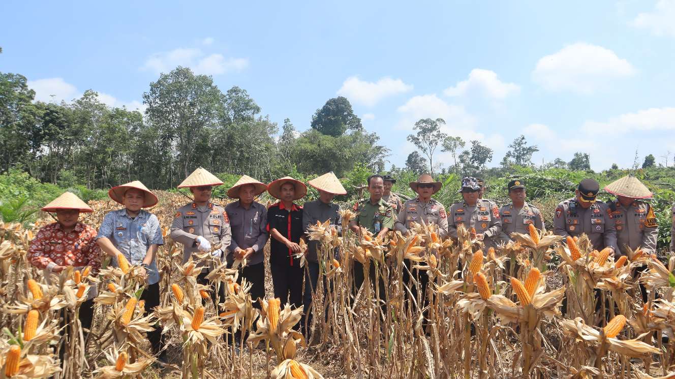 Kapolres Muba Panen Raya Jagung Serentak di Sungai Keruh