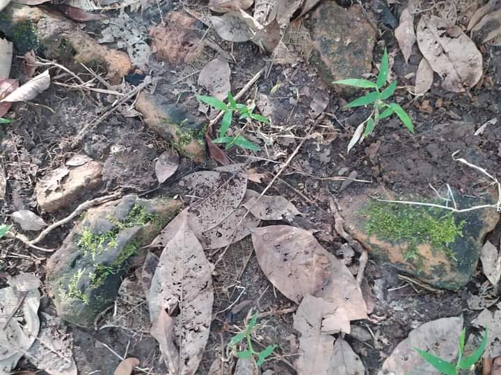 Candi-Candi Peninggalan Kerajaan Sriwijaya yang Terlupakan, Salahsatunya Berada di Musi Banyuasin