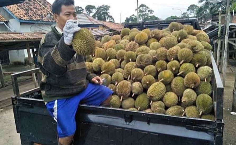 Durian di wilayah Muba Ini Mulai Panen Raya, Harga pun Murah Meriah