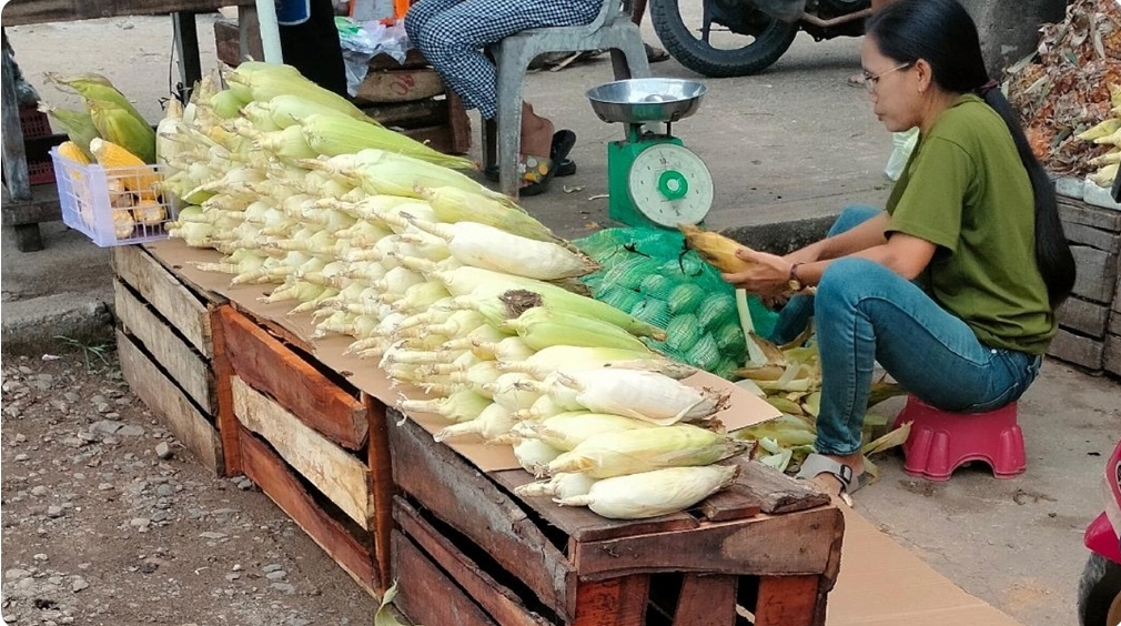 Jelang Malam Pergantian Tahun, Jagung di Sanga Desa Laris Manis