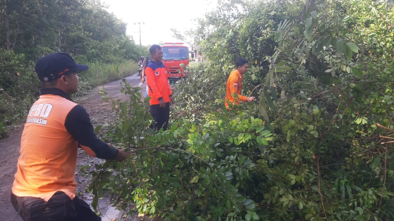 Tanggap Darurat BPBD Muba Bersihkan Pohon Tumbwng, Jalan Sekayu - Bandar Jaya Kembali Normal 