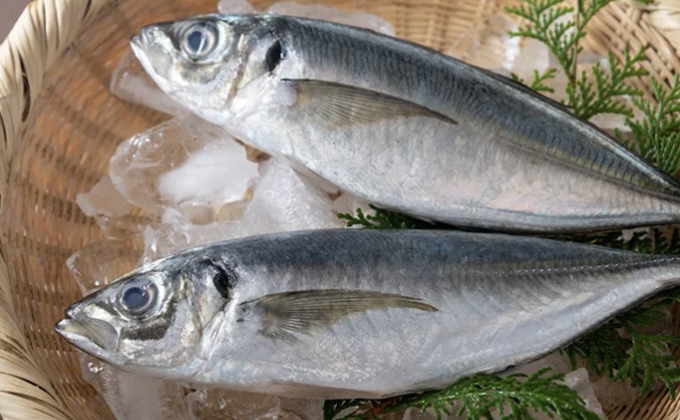 MPASI Sehat dengan Ikan Kembung, Nutrisi Lengkap untuk Bayi Anda