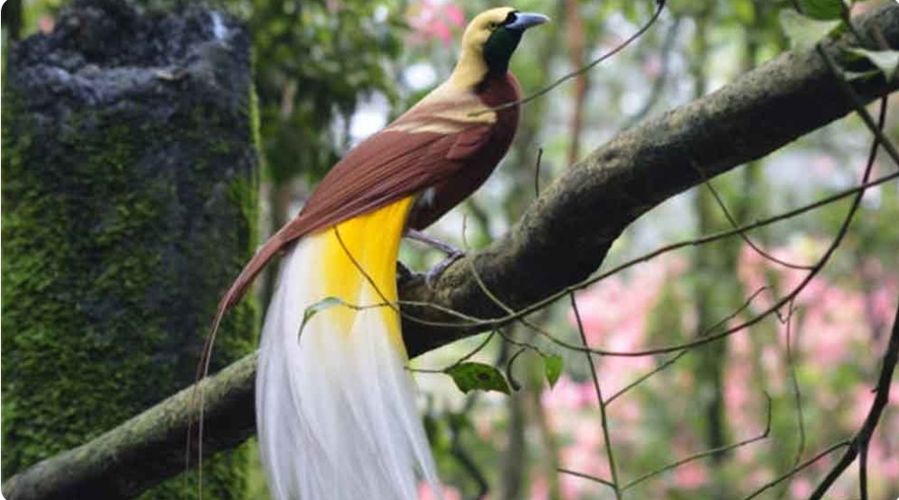 Sering Disebut 'Burung Surga' Inilah 5 Fakta Unik Burung Cendrawasih yang Jarang Diketahui