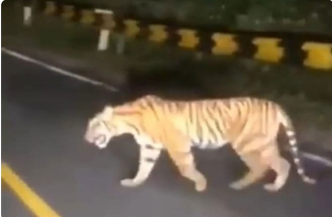 Heboh, Harimau Sumatera Terpantau Kamera di Jalan Lintas Barat Sumatera