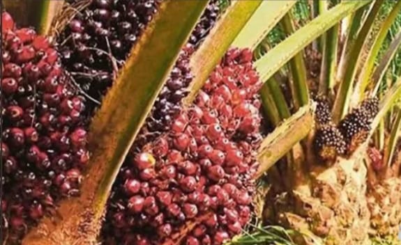 Petani Wajib Tahu, Ternyata Ini Penyebab Tandan Buah Kelapa Sawit Busuk