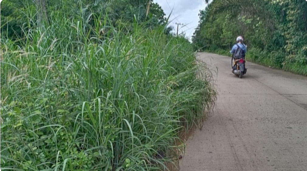 Jalan Toman-Sungai Angit Dipenuhi Rumput Liar, Ganggu Pengendara 