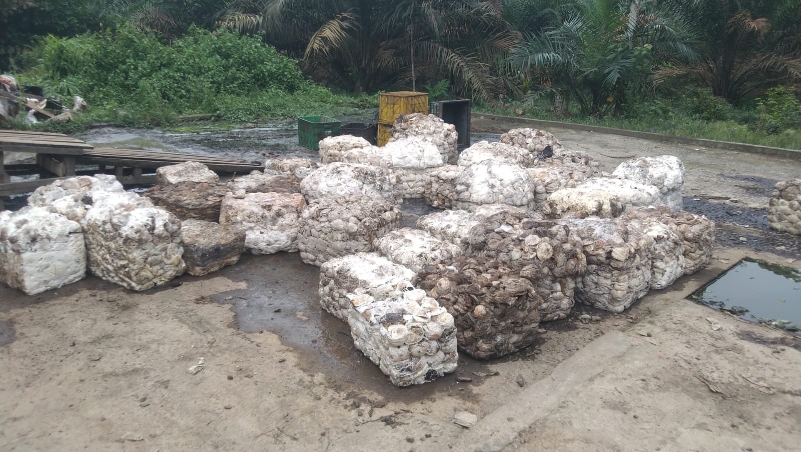 Lelang Getah Karet UPPB Sumber Rejeki Desa Cinta Damai, Harga Naik, Produksi Sedikit Turun