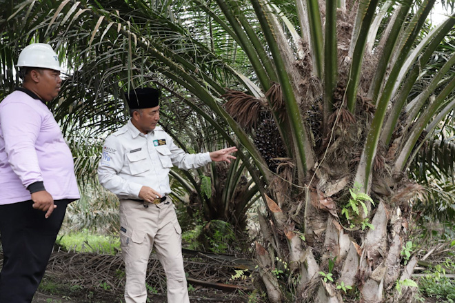 Lahan Madec Center Keluang Musi Banyuasin Terbengkalai, Dibangun Pabrik Minyak Goreng 