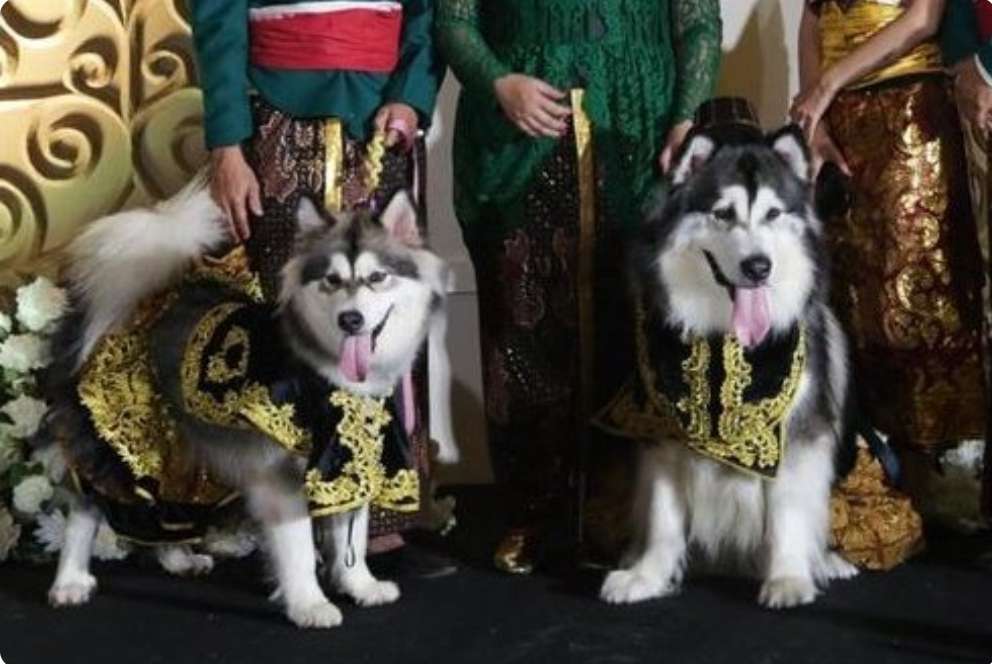 WOW, Pernikahan Anjing Gunakan Adat Jawa, Telan Dana Hingga 200 Juta, Namun Berakhir Dengan Somasi