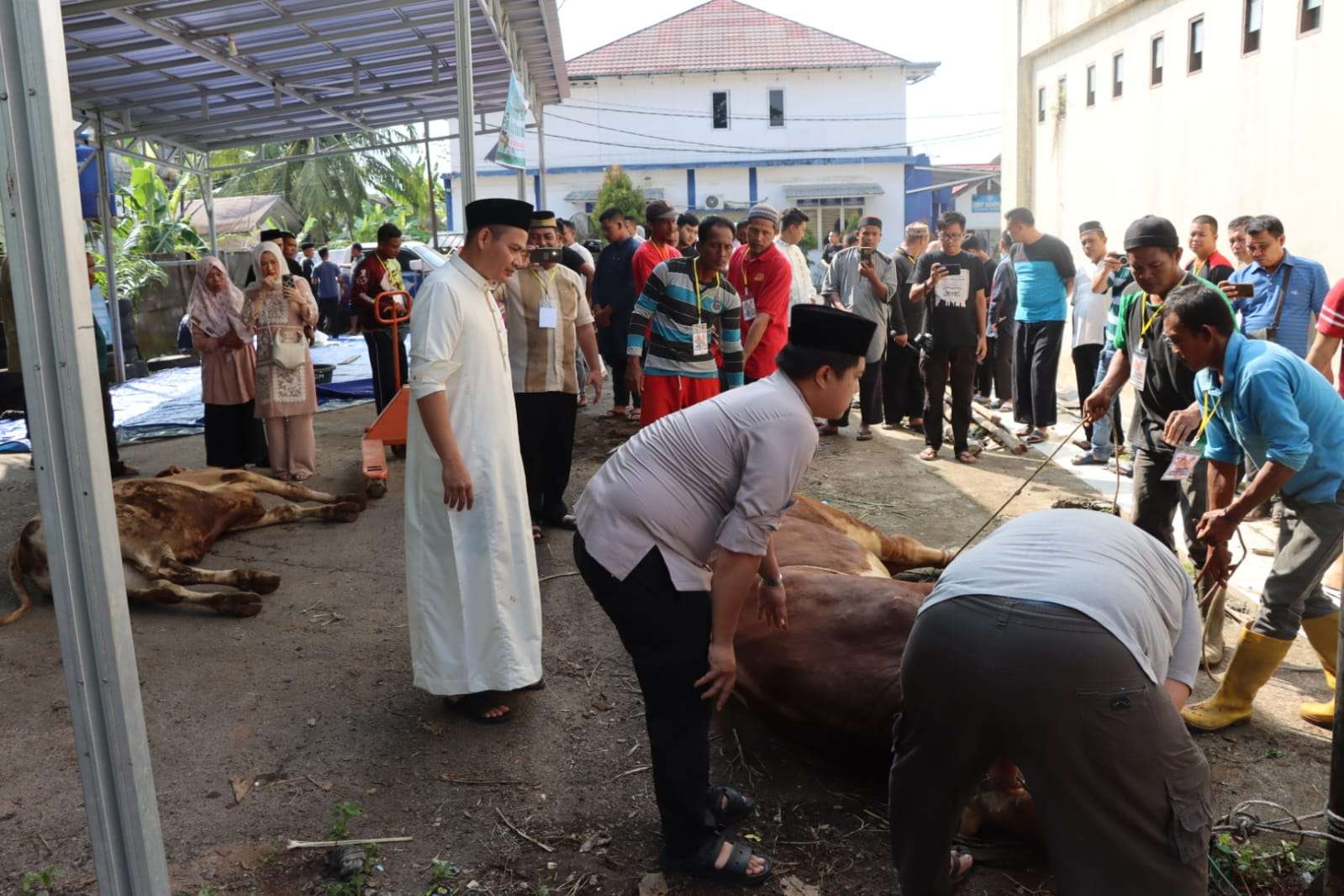 Lebaran Idul Adha Tahun Ini, Polres Muba Kurban 18 Ekor Sapi dan 10 Ekor Kambing