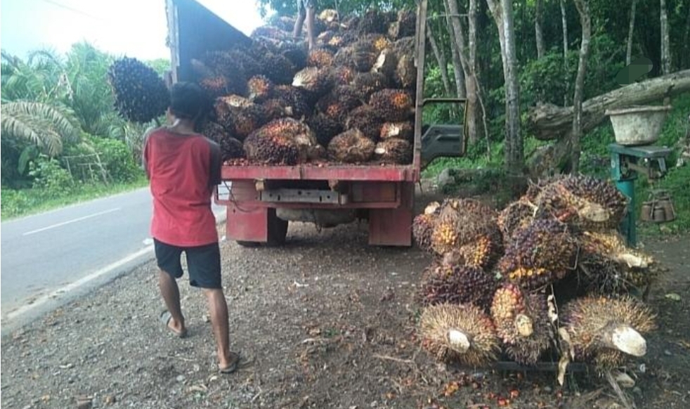 Harga Getah Tak Kunjung Membaik, Petani Sawit di Sanga Desa Masih Bisa Tersenyum, Harga TBS Stabil