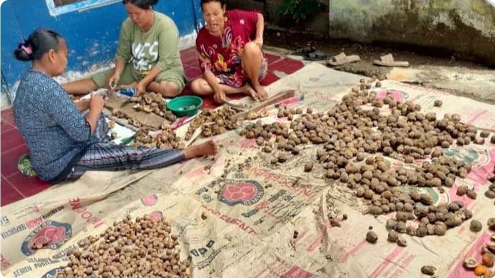 Penjualan Buah Pinang di Sanga Desa Meningkat, Harga Capai Rp 2.500 per Kilo