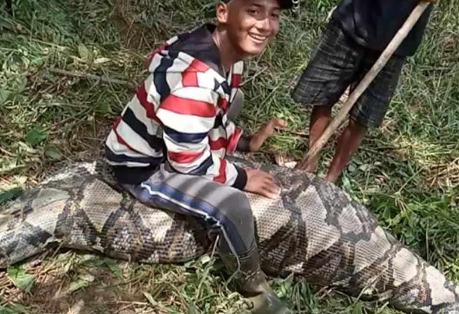 Warga Tungkal Ilir Banyuasin Temukan Ular Sepanjang 6 Meter, Usai Makan Babi Hutan