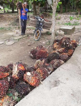 Meski Naik, Petani Sawit Tetap Mengeluh 