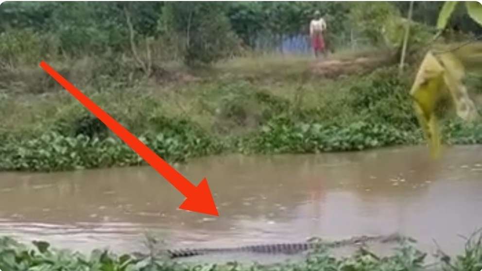 Warga Musi Rawas Heboh, Buaya Masuk Kolam Ikan