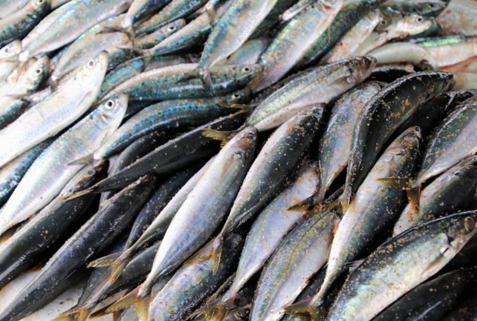 Wajib Cek Sebelum Beli, 10 Ikan Dengan Kandungan Merkuri Tinggi