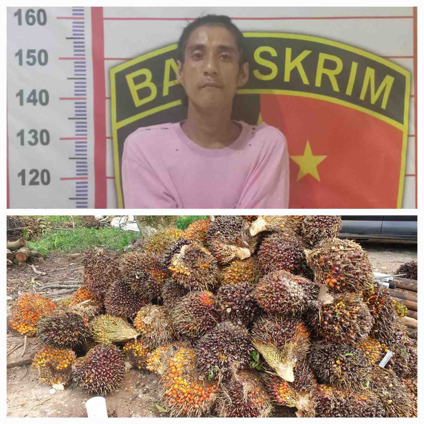 Diduga Nyuri Buah Sawit PT BAM, Warga Babat Banyuasin Diamankan