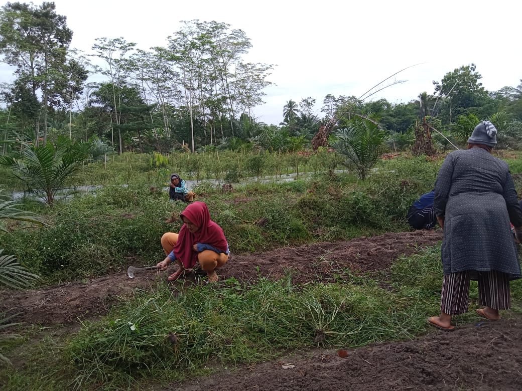 KWT Sekar Wangi Desa Mulyo Rejo Tetap Eksis Garap Lahan