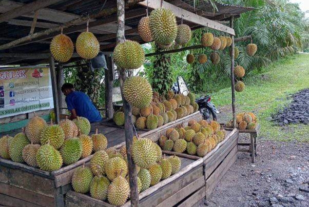 Teratas Bukan Lagi Babat Toman, Ini 4 Kecamatan Penghasil Buah Durian Terbanyak di Kabupaten Musi Banyuasin