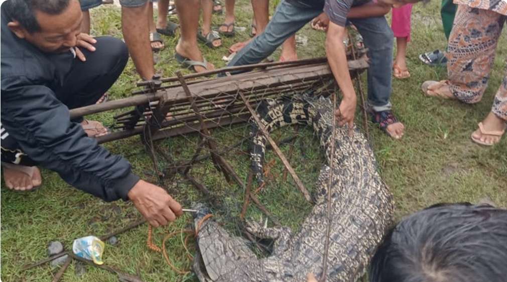 Warga Desa Air Itam PALI Mendadak Gempar, Buaya Sepanjang 2 Meter Masuk Perangkap Ikan