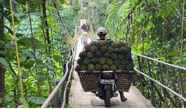 Rezeki Ojek Durian, Sehari Bisa Dapat Ratusan Ribu