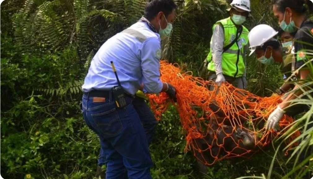 Viral Video Orang Utan di Areal Tambang, BKSDA Kalimantan Timur Berhasil Evakuasi