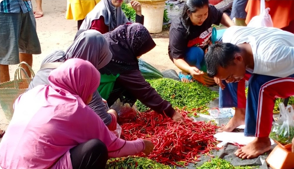 Emak-emak Sanga Desa Full Senyum, Harga Cabai Turun 