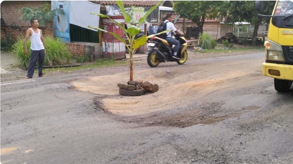 Aksi Protes, Warga Sereka Tanam Pisang di Jalan Rusak di Jalinteng