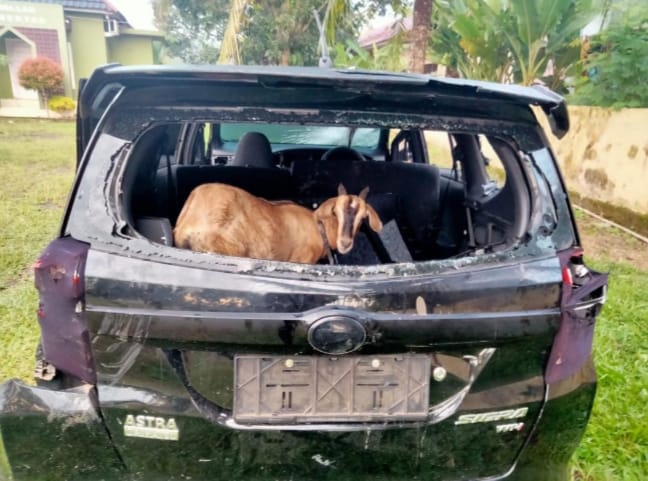 Bermodal Mobil Sigra, Warga Palembang Ini Ditangkap Karena Mencuri Kambing Warga