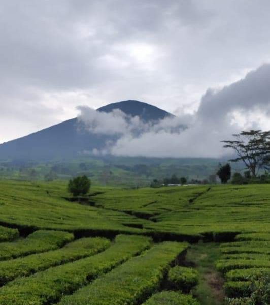 Gunung Dempo, Favorit Liburan Akhir Tahun, Banyak Juga Tempat Wisata Loh Disana