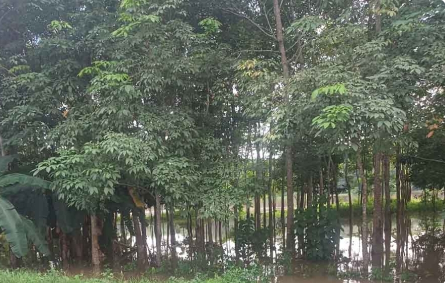 Petani Karet di Kecamatan Sekayu ini Merana, Tidak Bisa Nyadap, Akibat Kebun Terendam Banjir