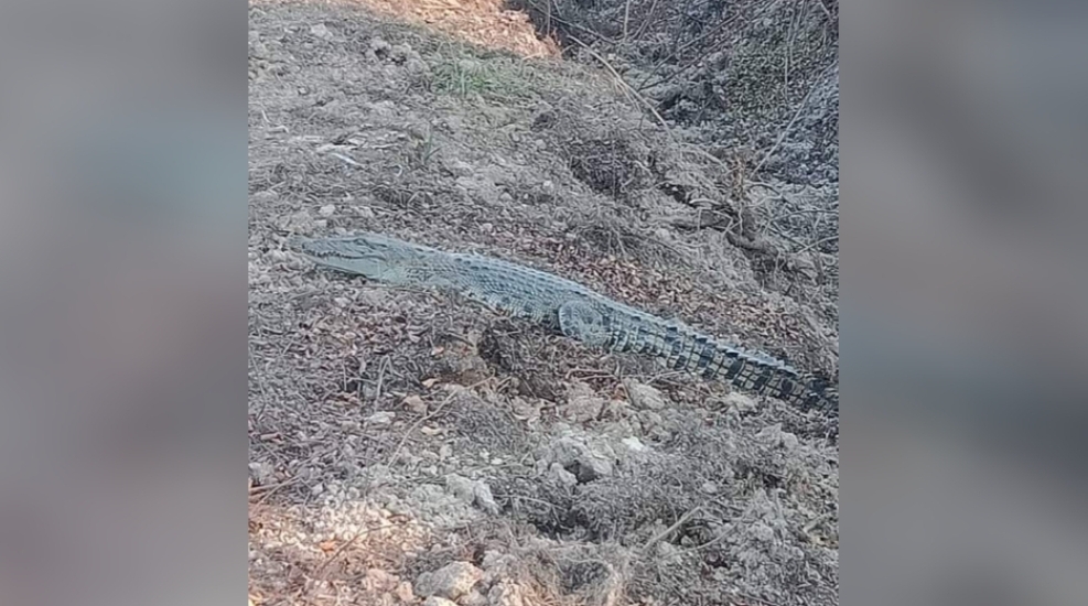 Heboh, Penampakan Buaya Dijalan PT Muaro Bungo Sekayu