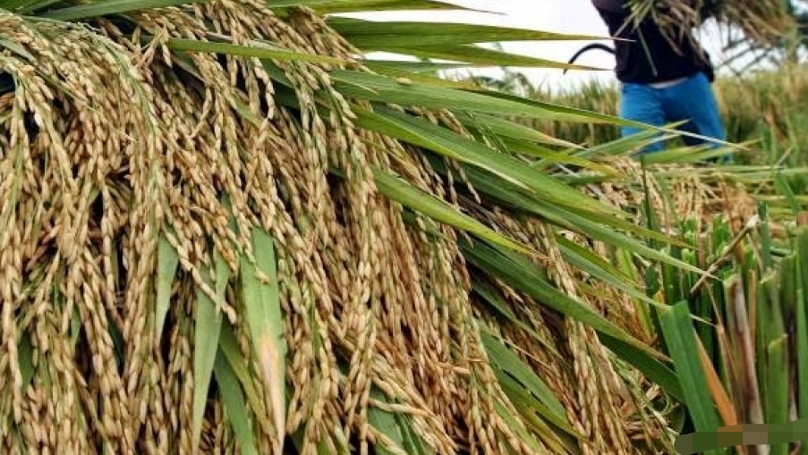 Petani di Sumsel Ini Lesu, Jelang Panen Raya, Harga Gabah Anjlok