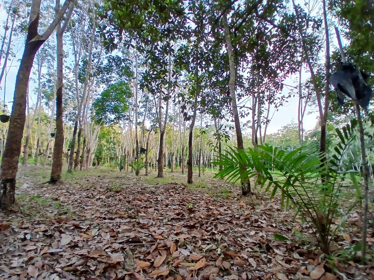 Cuaca Esktrim, Begini Kondisi Tanaman Karet dan Sawit Petani