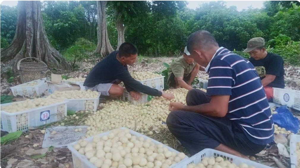 Buah Duku di Muba Mulai Panen, Banyak Dijual Secara Borongan