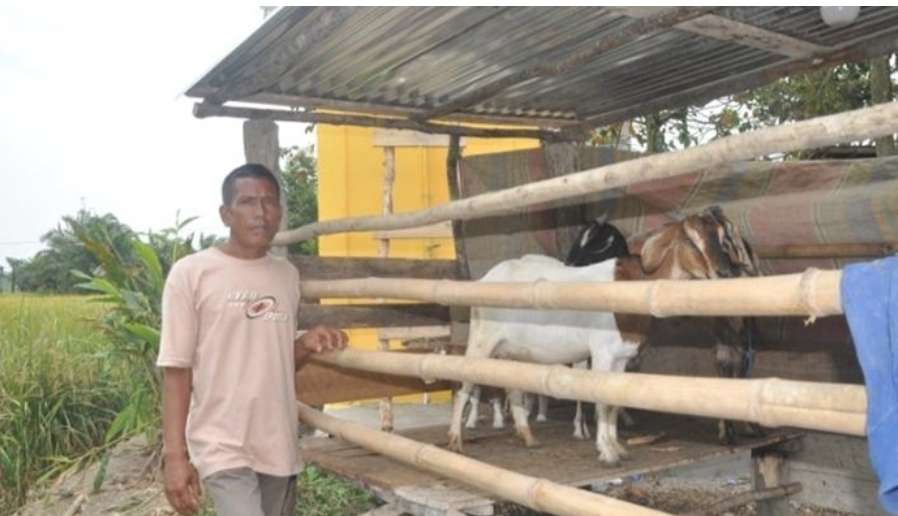 Jelang Hari Raya Idul Adha, Penjualan Hewan Kurban Di Kecamatan Sanga Desa Meningkat