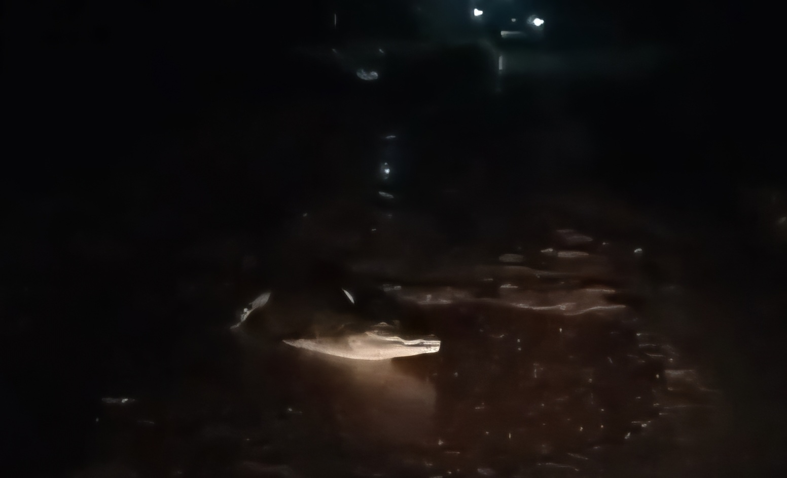 Buaya Resahkan Warga Kelurahan Sungai Lilin, Muncul Berulang Kali di Parit Permukiman