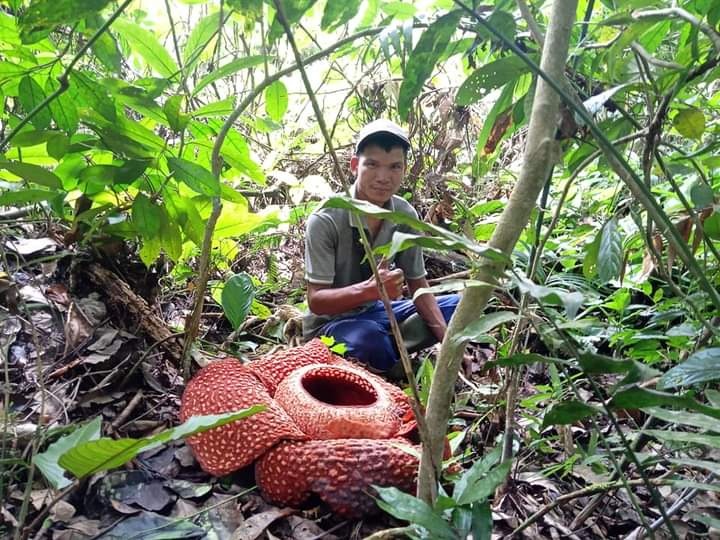 Wow! Sekuntum bunga Rafflesia Arnoldi Mekar Sempurna di Sekayun