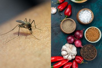 Musim Hujan Banyak Nyamuk? Ini Cara Mengusir Nyamuk dengan Bahan Alami dari Dapur