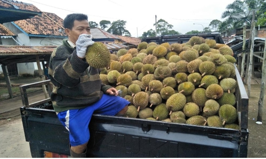 Panen Durian di Sanga Desa, Pengepul Fokus Pasar Lokal dan Luar Daerah