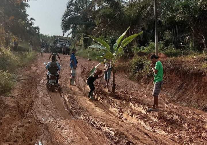 Protes Jalan Tak Pernah Tersentuh Pembangunan, Warga Margo Mulyo Tungkal Jaya Tanam Pisang Dijalan