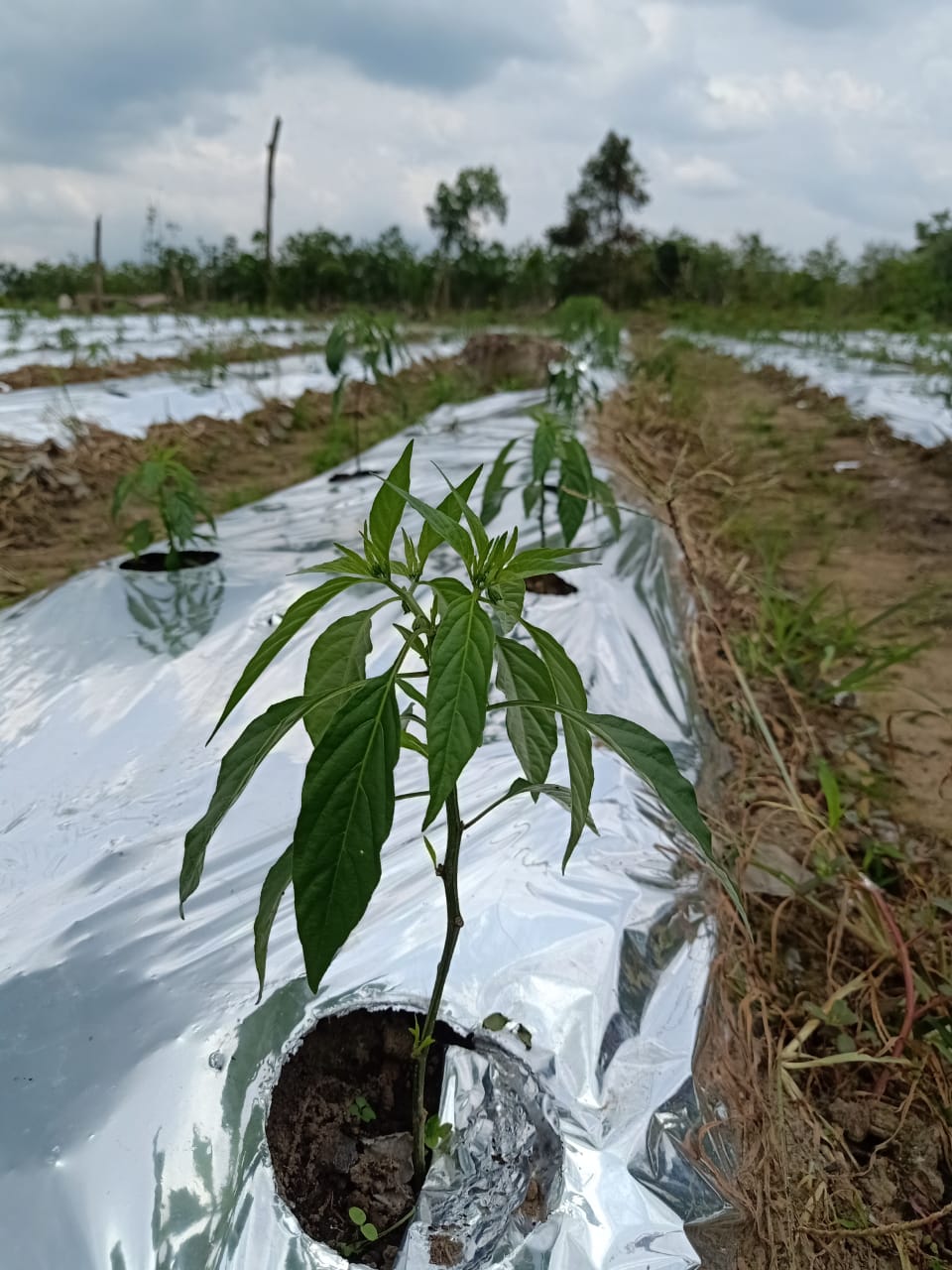 Baru Mau Nanam, Tanaman Cabe di Berlian Makmur Diserang Jamur