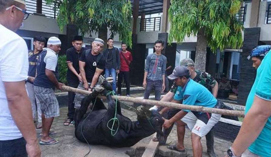 Momen Hari Raya Idul Adha, Sekretariat DPRD Muba Potong 6 Ekor Hewan Kurban