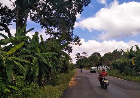 Berbungga dengan Lebatnya, Mudah-mudahan  “Banjir” Buah Durian 