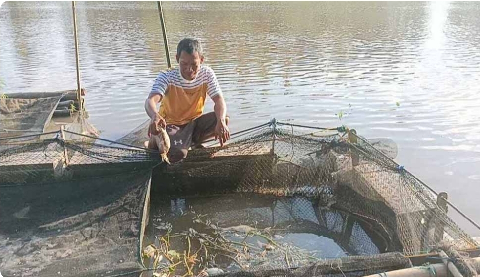 Cuaca Panas Ekstrim, Pengusaha Ikan Keramba di OKI Merugi, Banyak Ikan Mati Mendadak