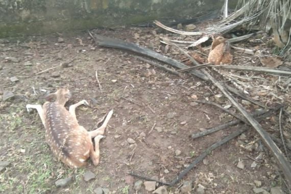 28 Ekor Rusa di Penangkaran Pertamina Palembang Ditemukan Mati, Ternyata Diserang Hewan Ini