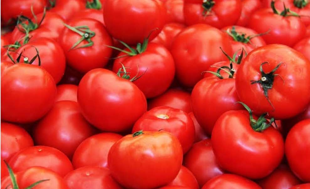 Mudah Didapat, Inilah 15 Manfaat Buah Tomat Bagi Kesehatan