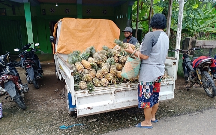 Jelang Puasa, Pedagang Nanas Diserbu Pembeli