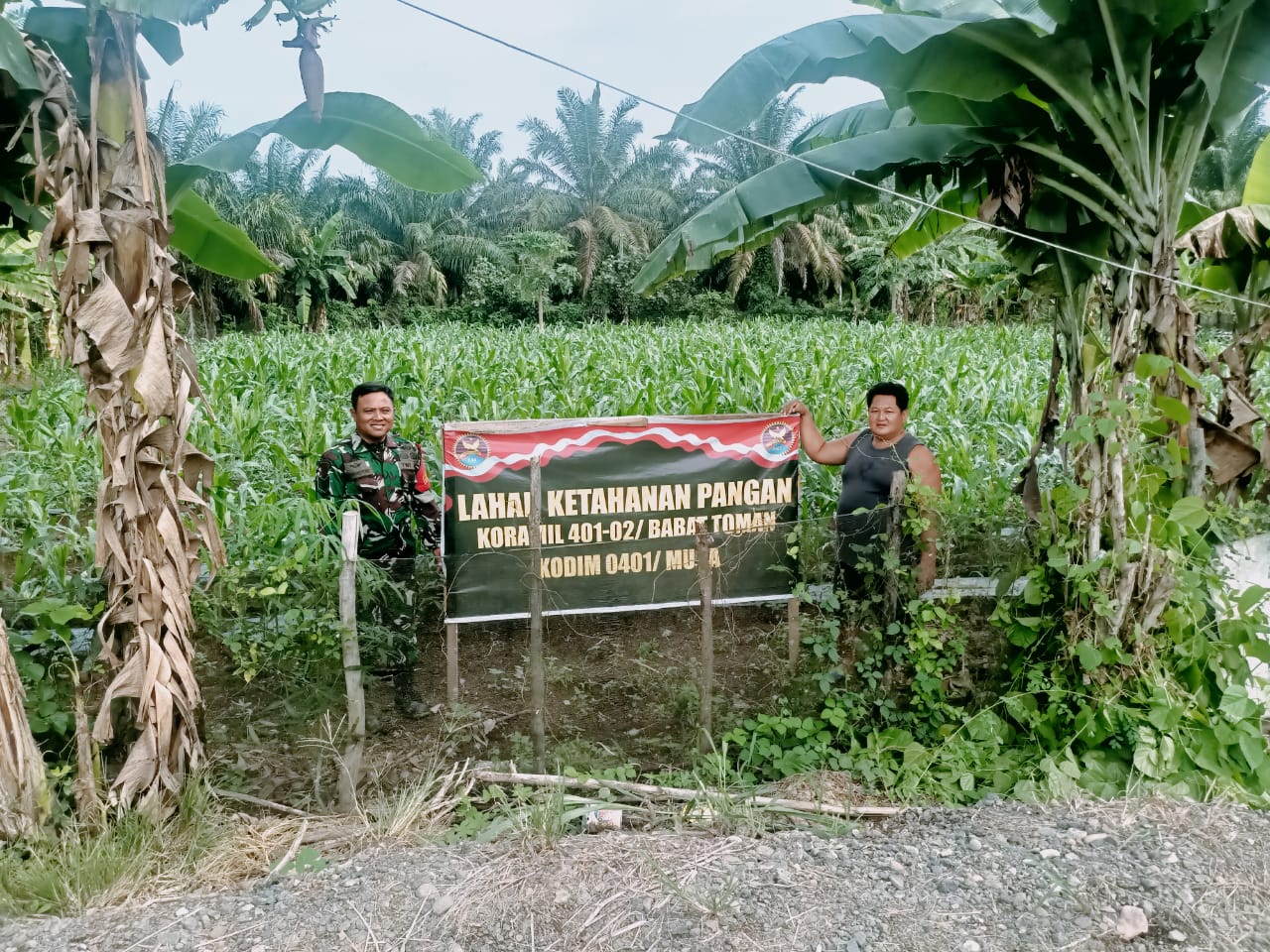 Sinergi TNI Bersama Rakyat, Wujudkan Ketahanan Pangan Melalui Kebun Demplot Jagung